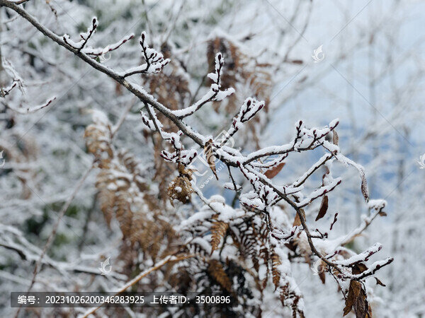 樹枝雪景