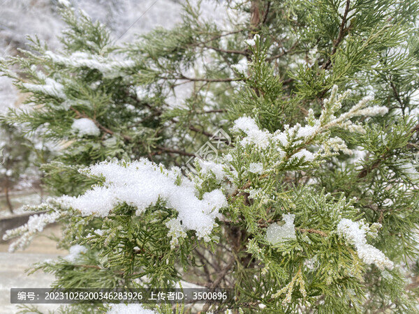 松枝上的雪