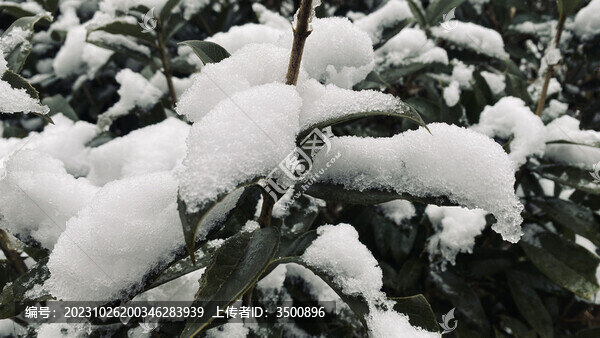 樹枝上的雪