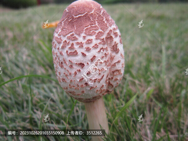 野生菇