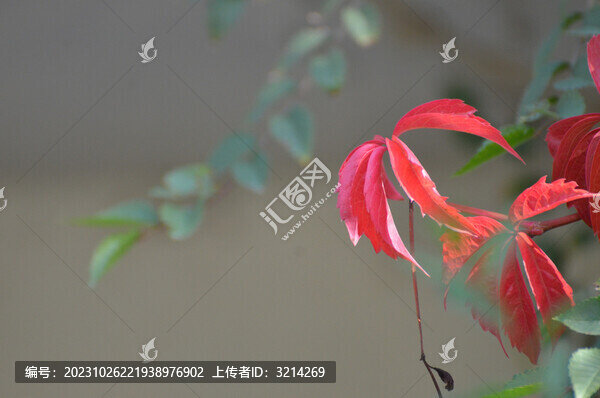 秋天的爬墻虎
