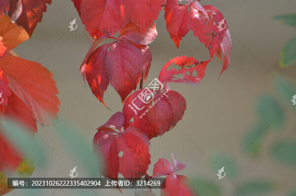 秋天紅葉