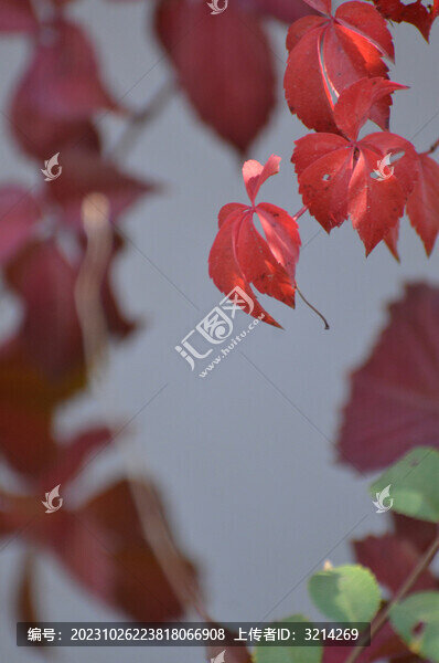 紅色爬山虎