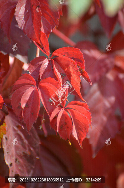 紅色爬墻虎