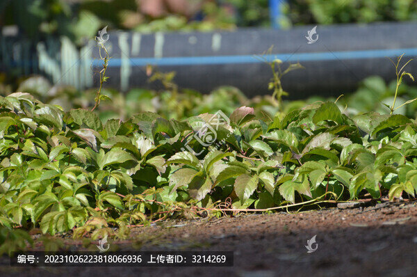 藤蔓植物