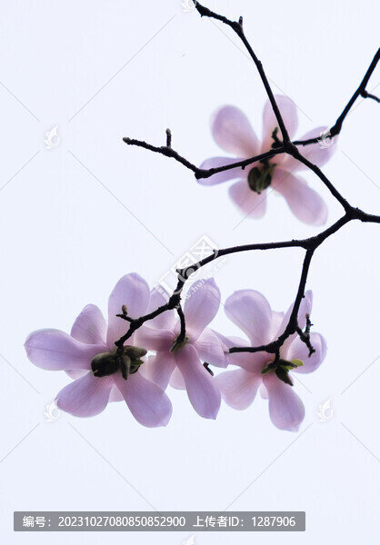 玉蘭花