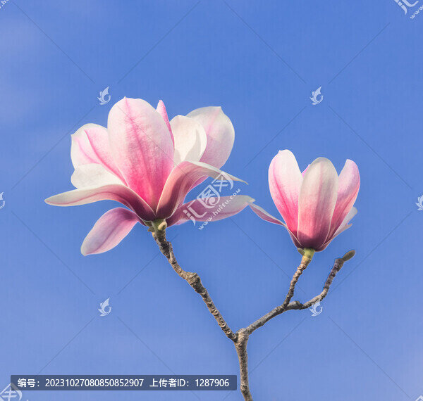 玉蘭花