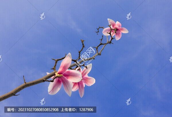 玉蘭花