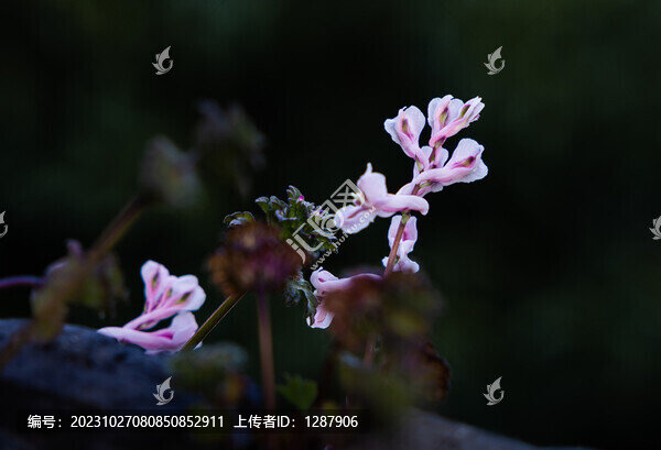 紫堇