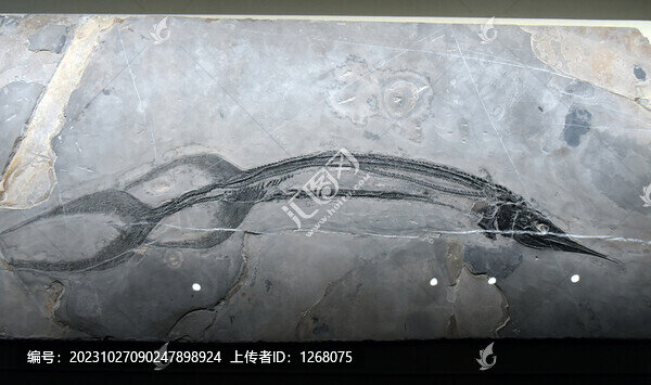 蘇氏羅平裂齒魚(yú)