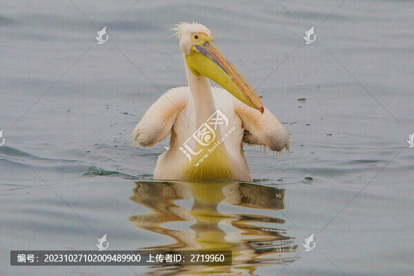 白鵜鶘
