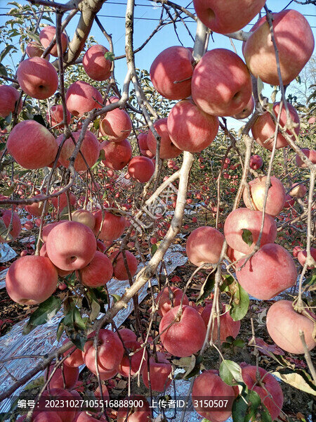 蘋果紅了