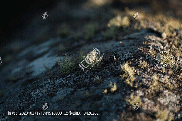 巖石上的苔蘚