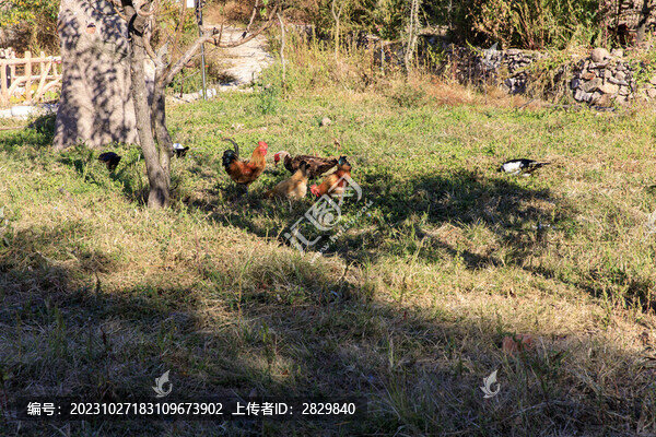 散養(yǎng)家禽