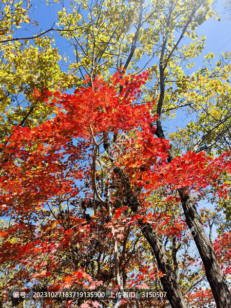 楓葉紅了