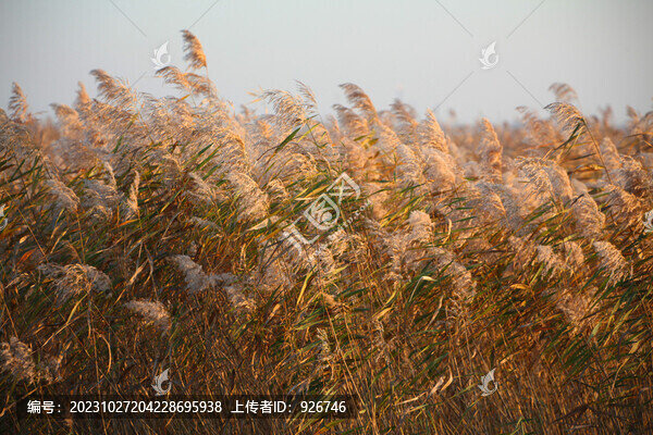 濕地
