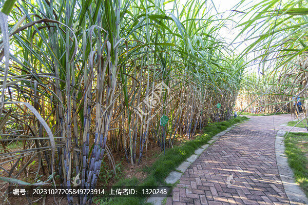 甘蔗種植