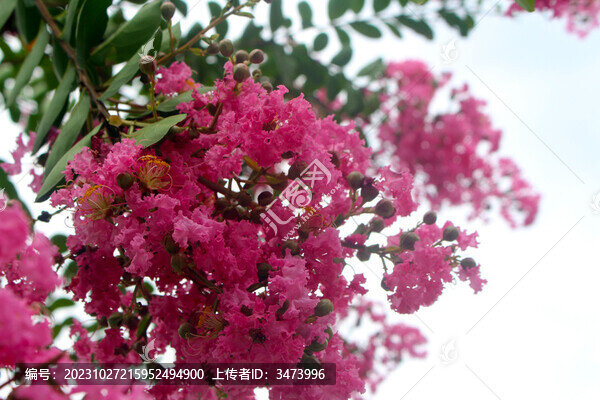 紫薇花