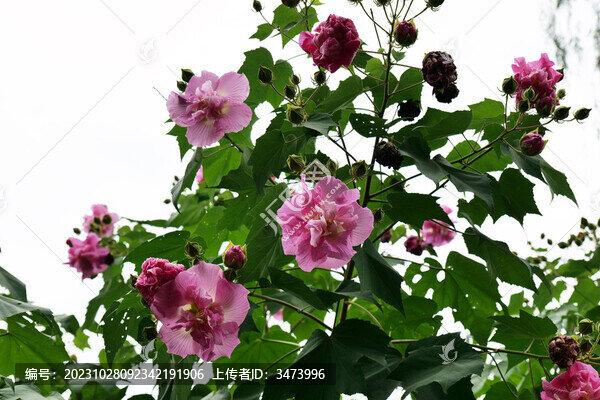 粉色芙蓉花開