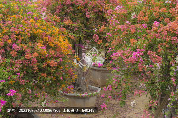 三角梅園林花園
