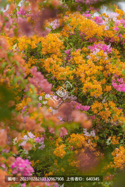 三角梅園林花園