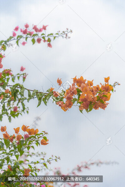 三角梅園林花園