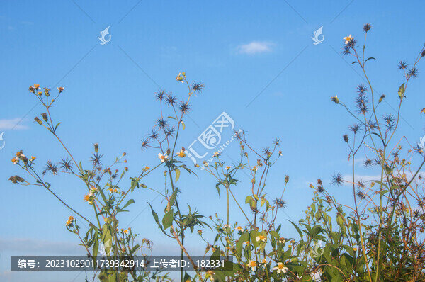 鬼針草植物