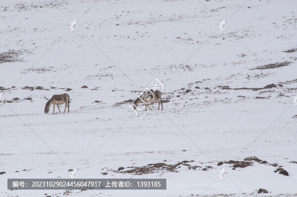 可可西里自然保護區(qū)雪地野驢