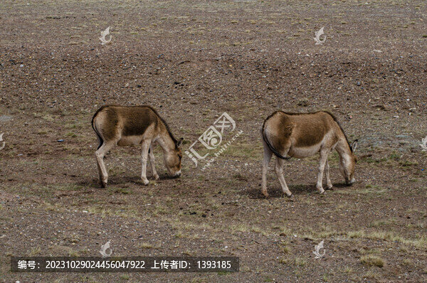 可可西里自然保護(hù)區(qū)的野驢