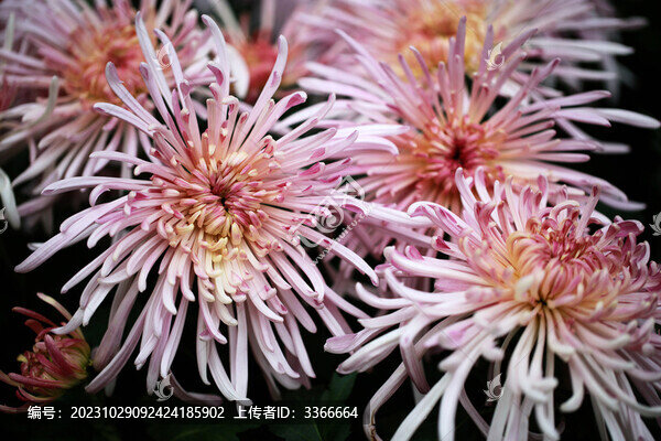 秋菊