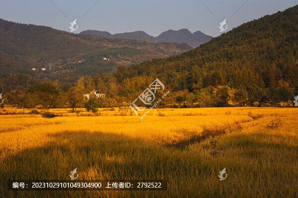 鄉(xiāng)村稻田
