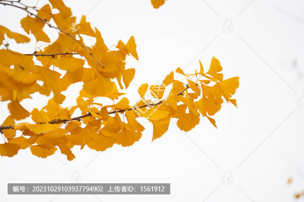 外拍各種秋季樹葉