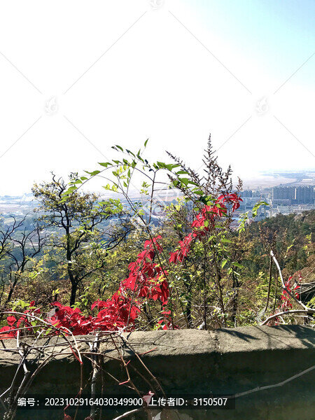 一枝紅楓出墻來