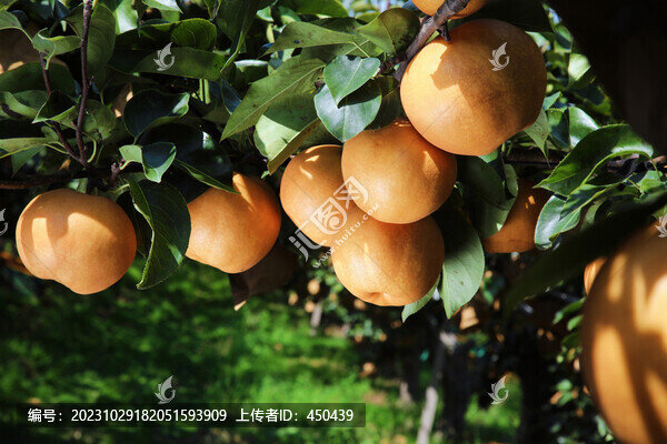 新高梨