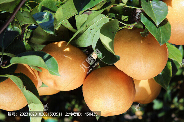 新高梨