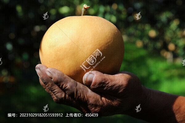 新高梨