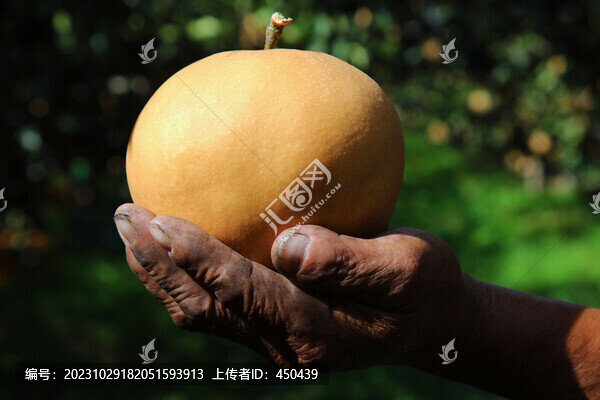 新高梨
