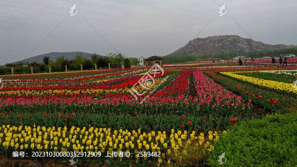 郁金香花海