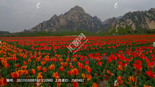 郁金香花海嵖岈山