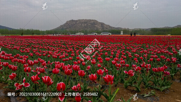 郁金香花海嵖岈山