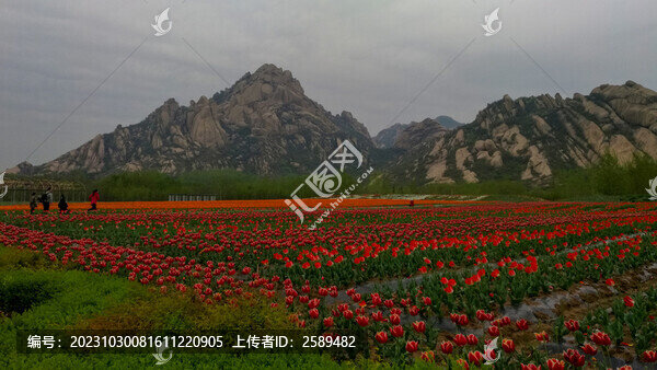 郁金香花海嵖岈山