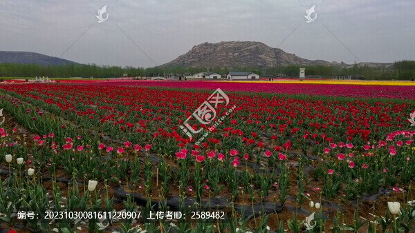 郁金香花海嵖岈山