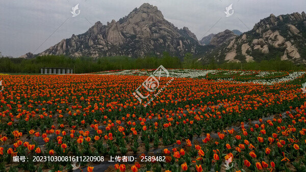 郁金香花海嵖岈山