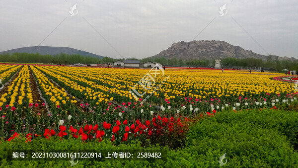 郁金香花海嵖岈山
