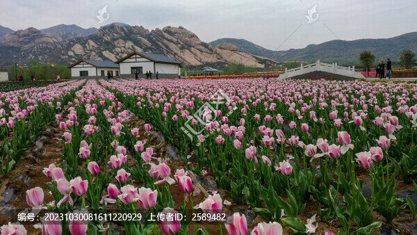 郁金香花海山景