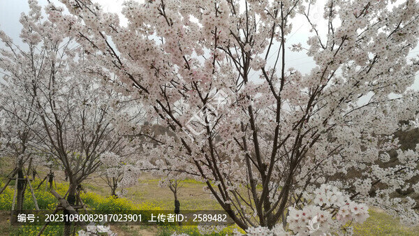 油菜梨花