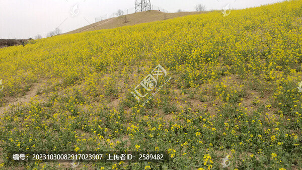 油菜花滿山坡
