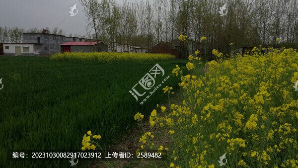 油菜花鄉(xiāng)村