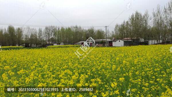 油菜花鄉(xiāng)村