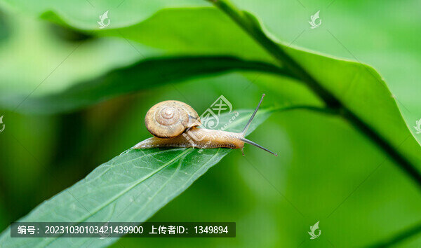 小蝸牛